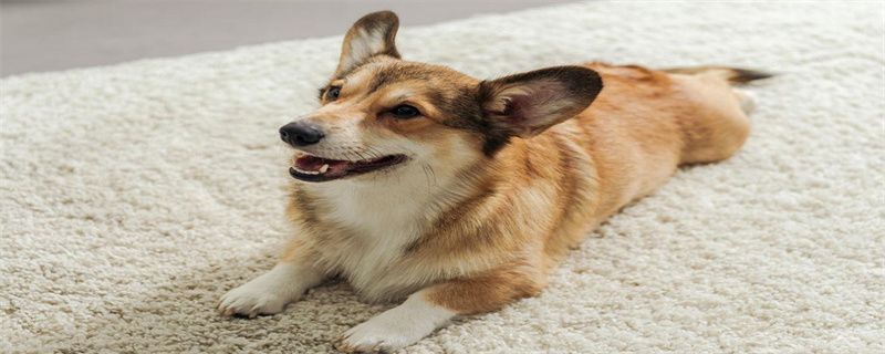 What to do if the Corgi puppy is too thin