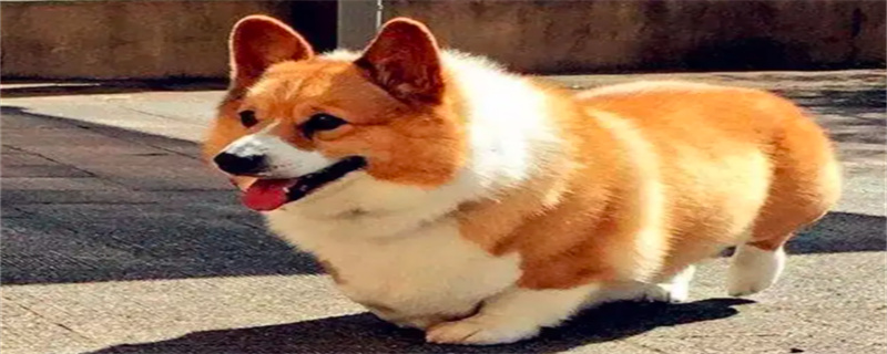 What kind of food is good for corgi dogs