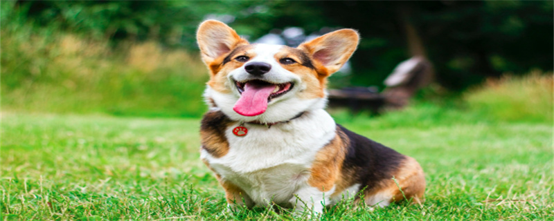 What food can't Corgi dogs eat?