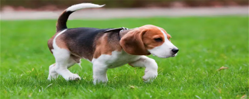 what food do beagles eat