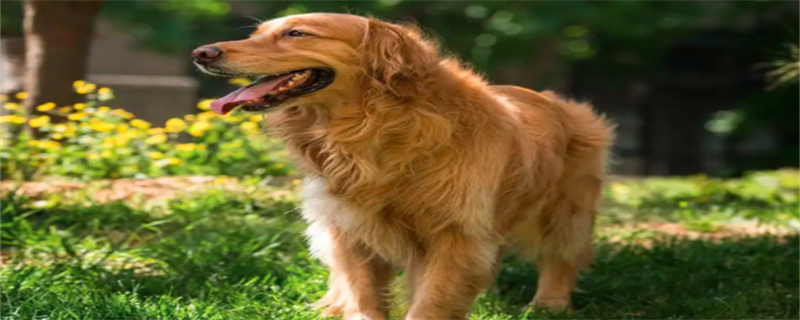 What food can golden retriever dogs eat?