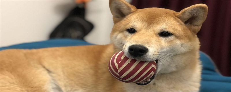 What are the causes of bad breath in Shiba Inu?