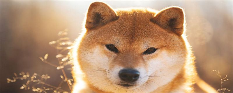 What to do if Shiba Inu loses hair badly