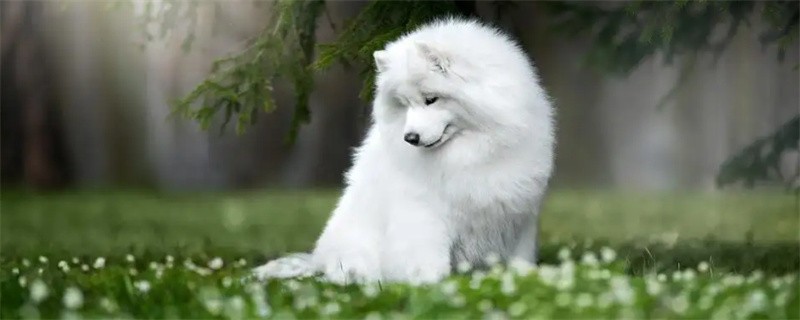 What food do Samoyed dogs eat