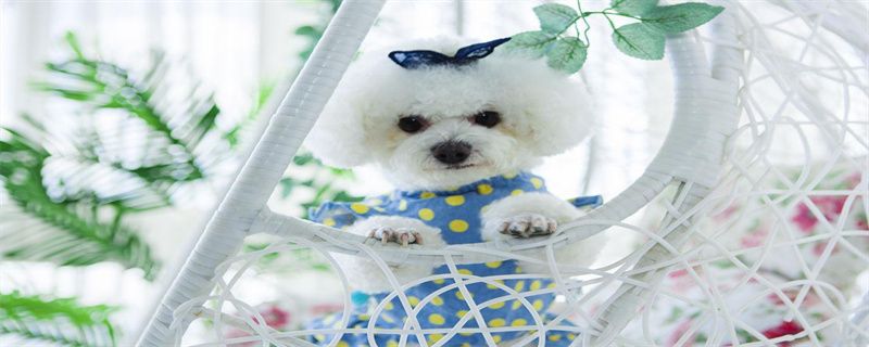 What food can bichon frize eat