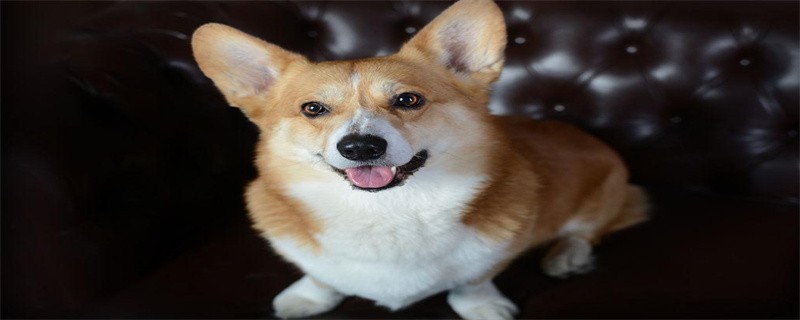 What foods should Corgis not eat?