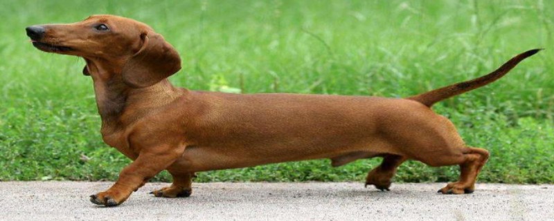 What do dachshund dogs do if they don't eat dog food?