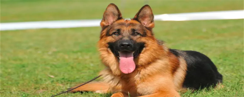 What foods can a German Shepherd not eat?