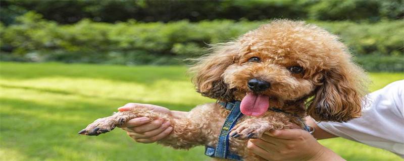 What to do if the poodle doesn't like to drink water