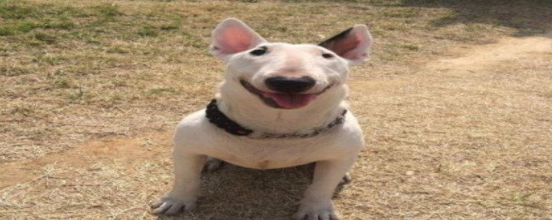 What to do if the bull terrier loses hair seriously