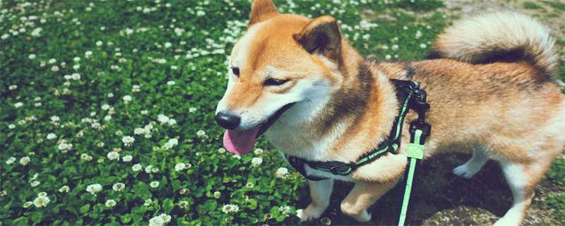 What to do if Shiba Inu has hard hair