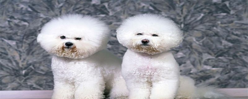 How to deal with severe hair loss of Bichon Frize