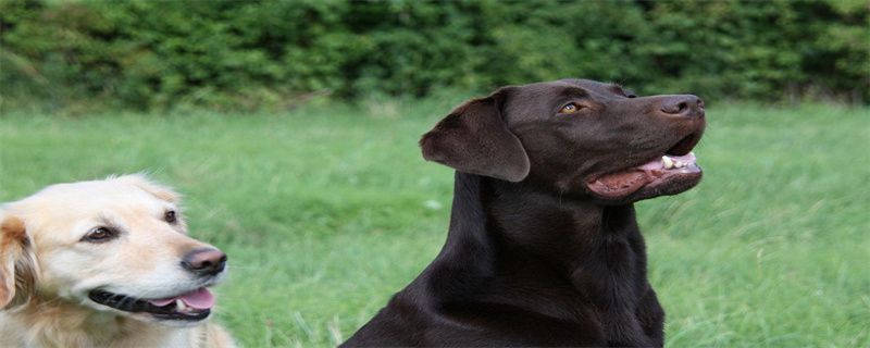 What Foods Can't Labrador Retrievers Eat?