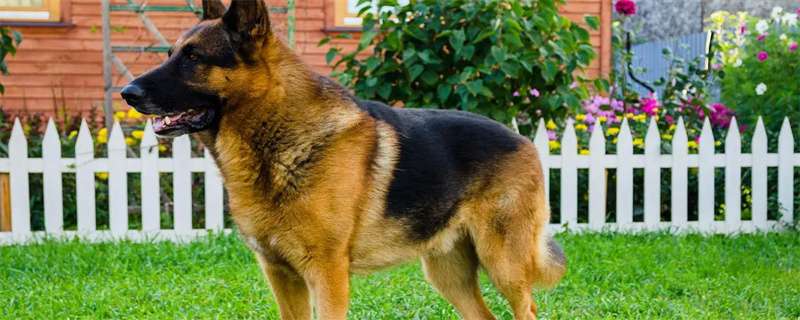 When Do German Shepherds Get Vaccines?