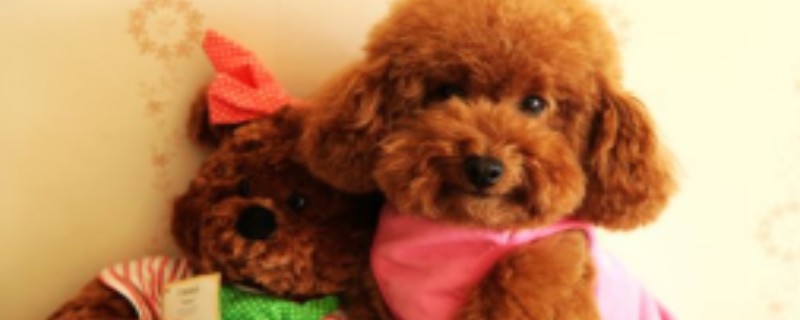 What to do if the poodle does not eat