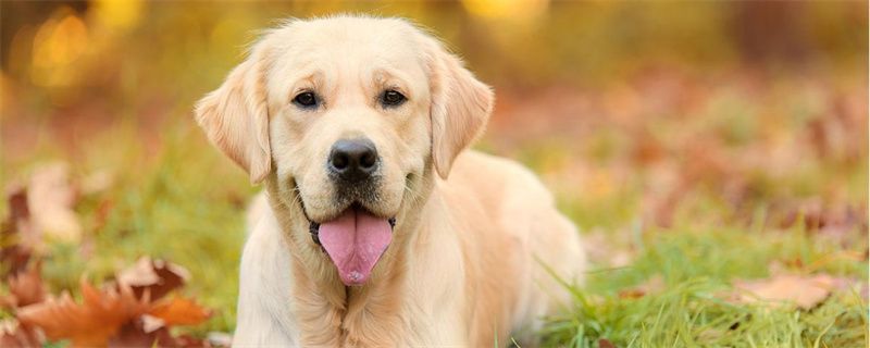 What causes golden retriever to have eye mucus