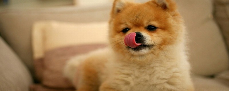 Pomeranian bad breath how to solve