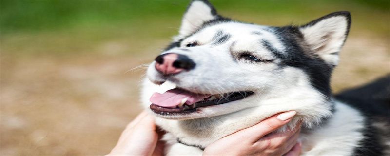 How to clean a dog's ears