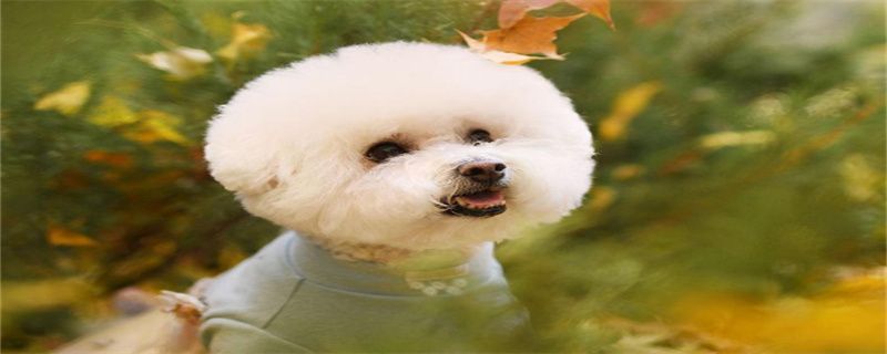 When is the Bichon Frize vaccinated?