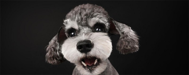 What is the best food for Schnauzer to change teeth?