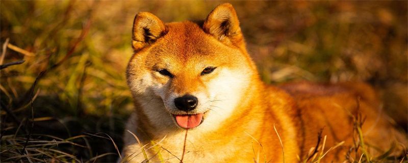 What to do about Shiba Inu bad breath