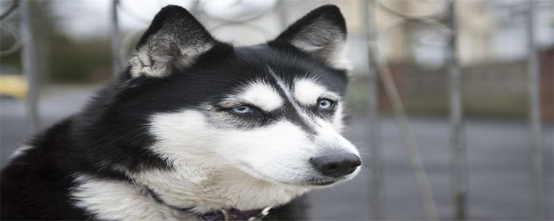 What are the symptoms of calcium deficiency in huskies