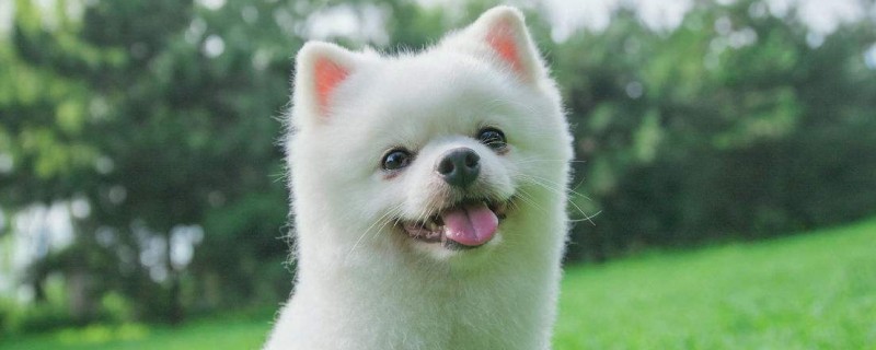 How does Pomeranian remove tear stains