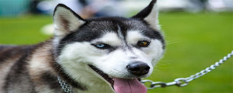 What to do if the little husky does not drink water