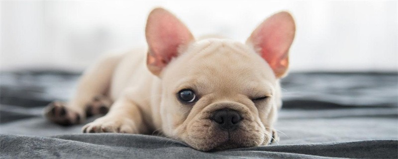 What to Do About French Bulldog Body Odor