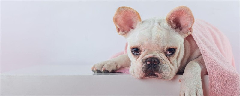 What to do if French Bulldog has excessive eye droppings