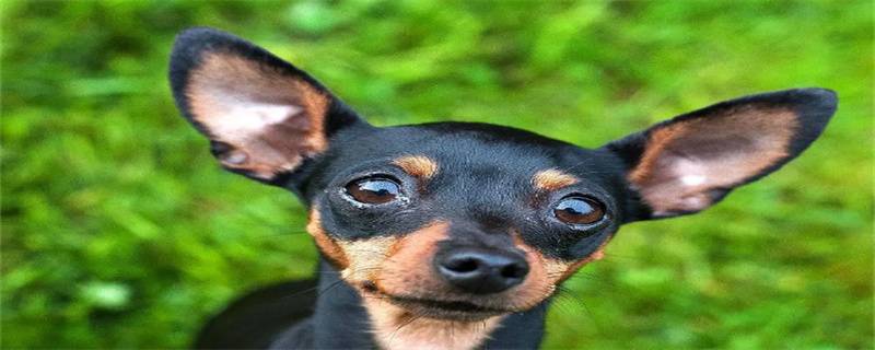 What Causes Chihuahua Hair Loss?