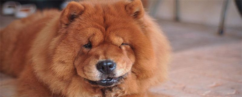 What to do if the chow chow loses hair seriously