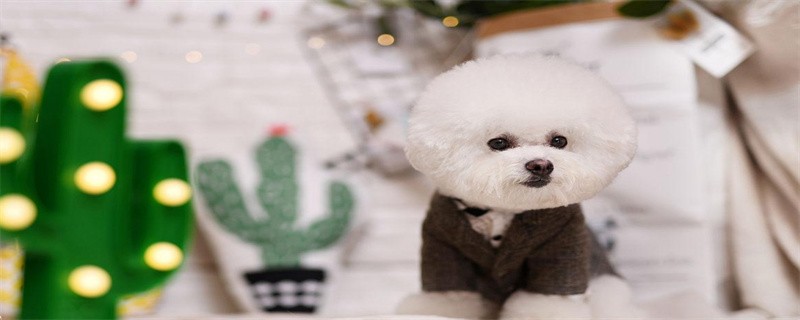 How to cut the ear hair of bichon frize