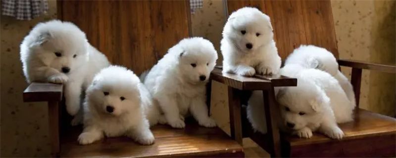 What kind of food can Samoyed dogs eat?