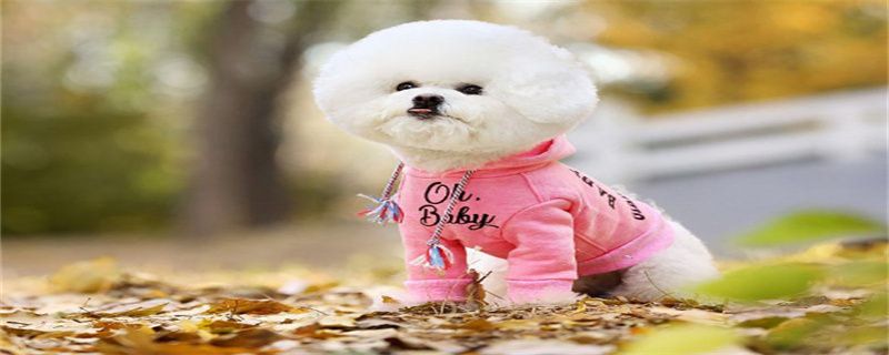 How to Get Rid of Bichon Frize Body Odor