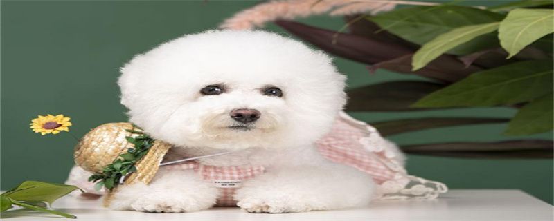 What is the best food for bichon frizz?