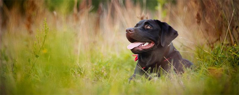 Symptoms of Calcium Deficiency in Labrador Retrievers