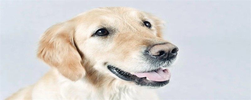 Calcium Deficiency Symptoms in Labrador Retrievers