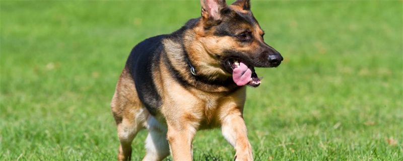 What food does German Shepherd eat to supplement calcium?