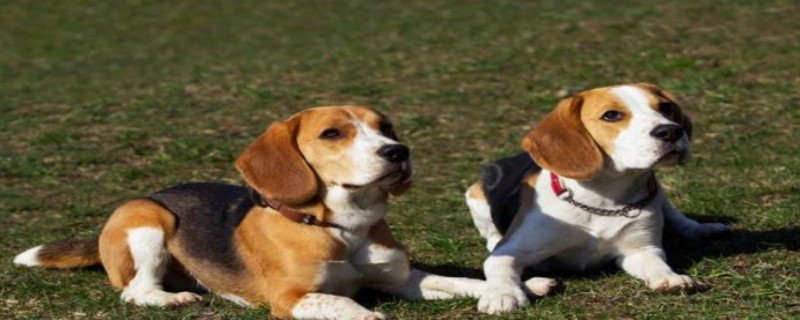 When to Deworm a Beagle