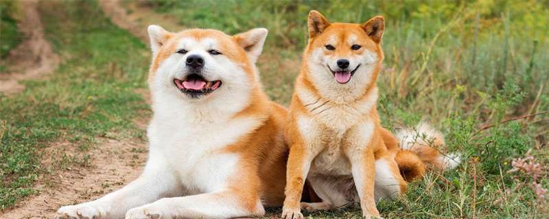 Shiba Inu Constipation Symptoms