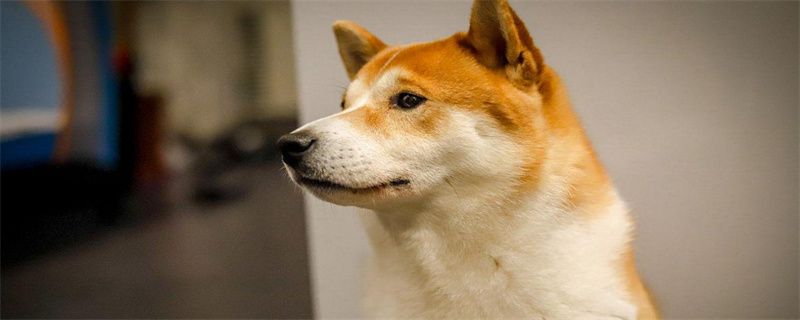 How to deal with Shiba Inu constipation and how to deal with Shiba Inu constipation