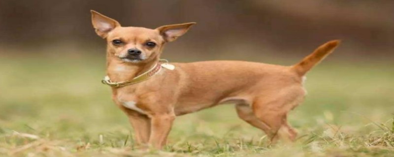 Can Chihuahuas Eat Beef?