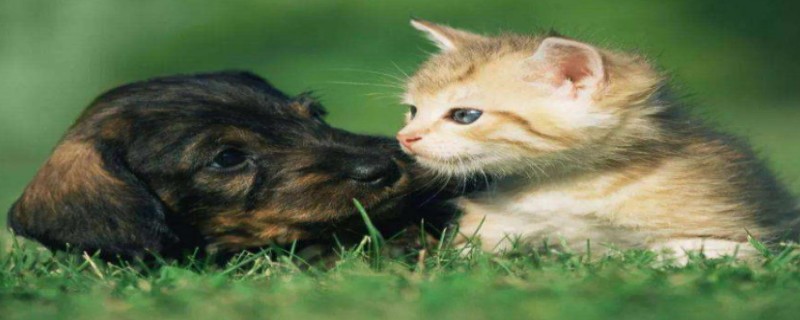 Do cats and dogs recognize their owners?