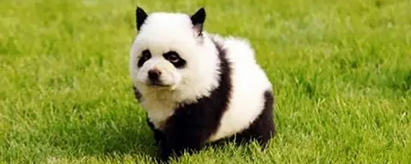 Does the panda dog recognize its owner?