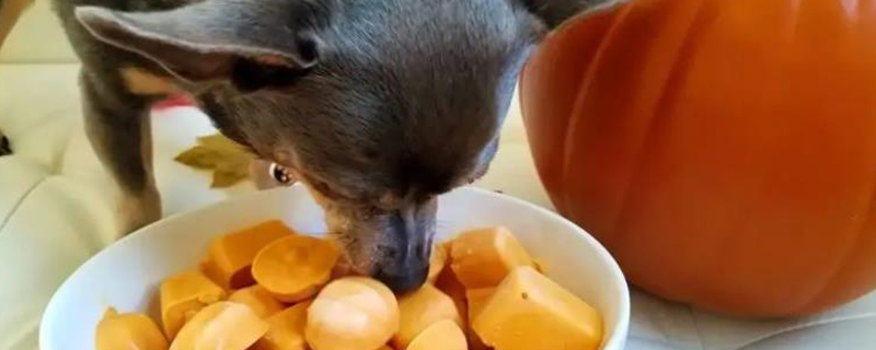 Can Dogs and Cats Eat Pumpkins?