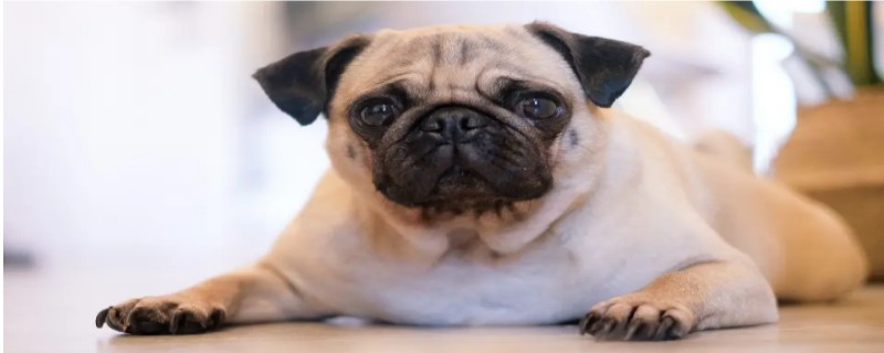 Can Pugs Eat Cat Food?