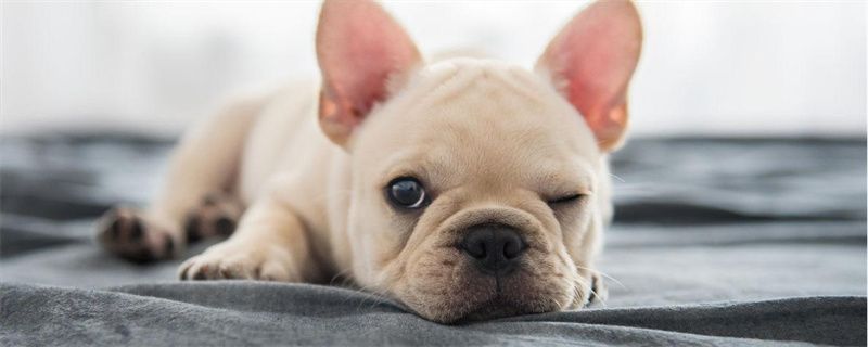 Why is the dog scratching the bed desperately?