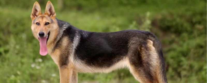 Advantages and disadvantages of Kunming dogs