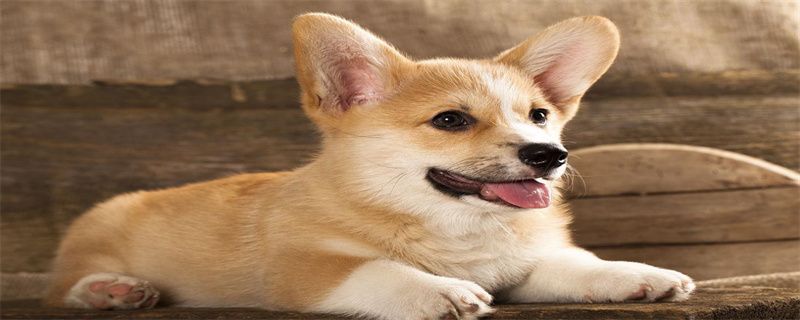 corgi for months aunt